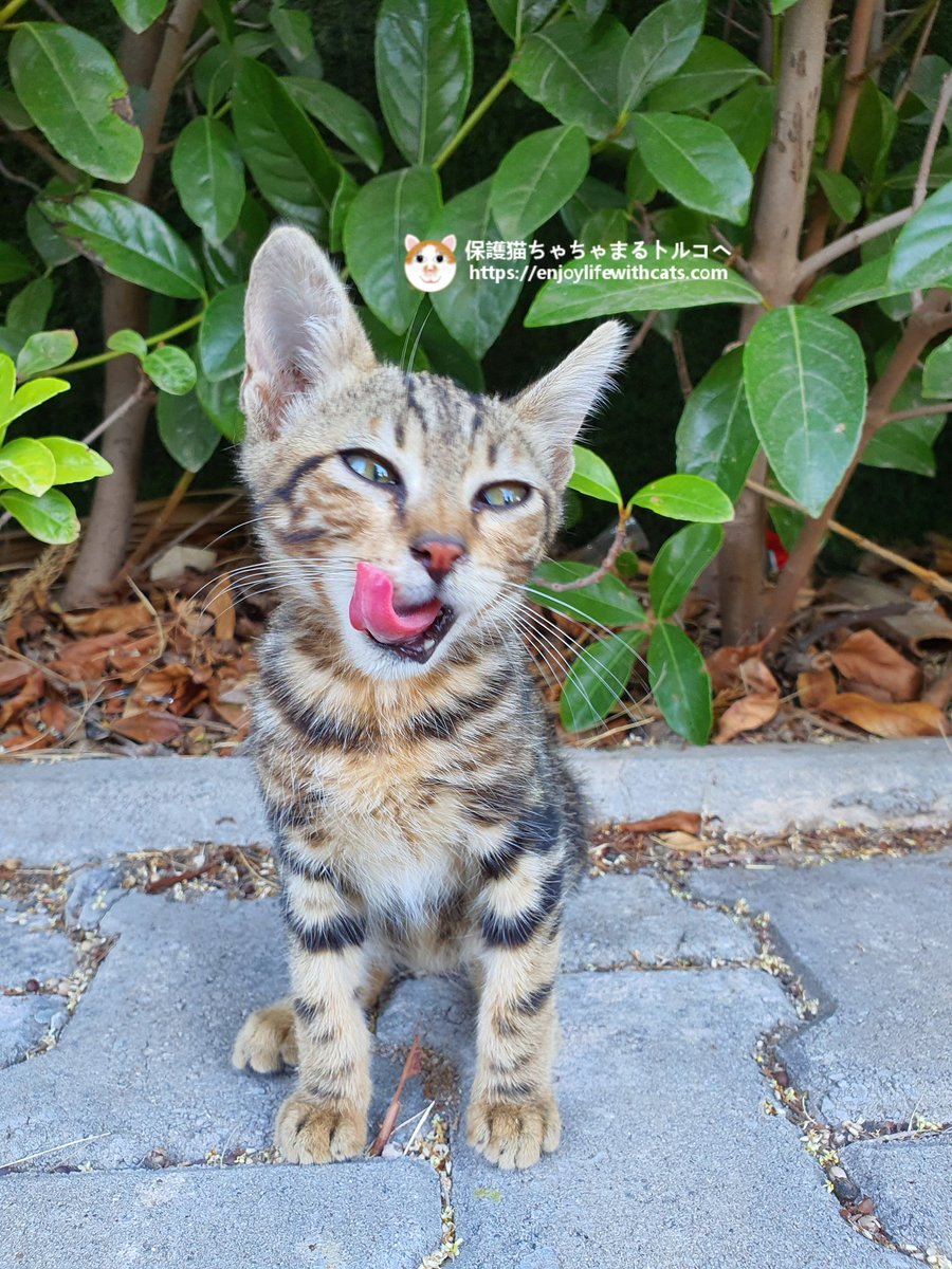 Marurun ご飯を食べて満足した可愛い子猫ちゃん 野良猫 子猫 トルコ移住 Catslover Kitten Sokakhayvanlari Yavrukedi Marurun ご飯を食べて満足した可愛い子猫ちゃん 野良猫 子猫 トルコ移住 Catslover Kitten Sokakhayvanlari Yavrukedi