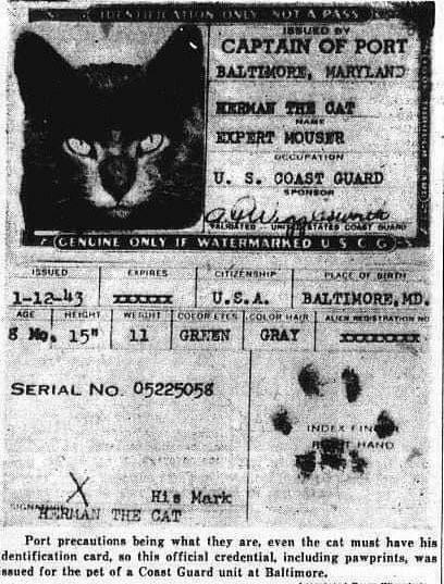 interest_mild's tweet photo. At the beginning of the 20th century, cats that traveled on boats to get rid of the mice and rats had passports signed with their paws https://t.co/pmlePhUIou