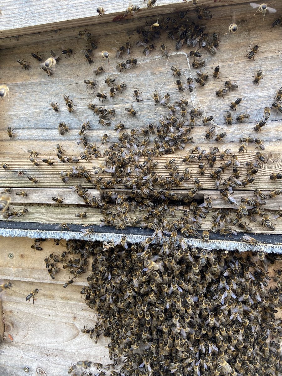 ShaneHartigan's tweet photo. @mneylon @mneylon @lileeny can you spot the Queen? (Hint: zoom to the centre) https://t.co/ipGNYDYkYI