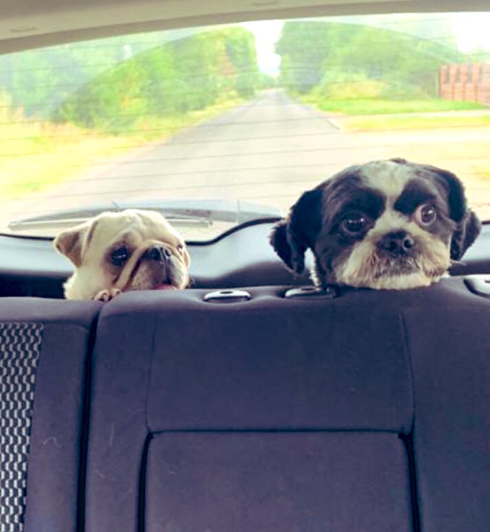 mrsfellowsteach's tweet photo. These two are just the cutest! 🐶🐶  I imagine they’re having a thrilling conversation on their way for walkies! #dogsoftwitter #furbabies #doggypals #pugs https://t.co/9v21GkhQrP
