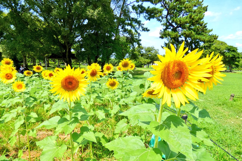 シロクマ39 万博記念公園 ひまわりフェスタへ 眩しい陽射しの中 園内を散策 夏の暑さに負けず 真っ直ぐ立つ 向日葵に 元気をもらった 万博記念公園 ひまわりフェスタ T Co 7jztfhsh Twitter
