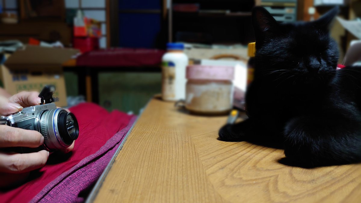 ucchii_5's tweet photo. 撮影会
#黒猫 #くろちゃん 

Photo Session
#BlackCat #kurochan https://t.co/MsTjRkgHCa
