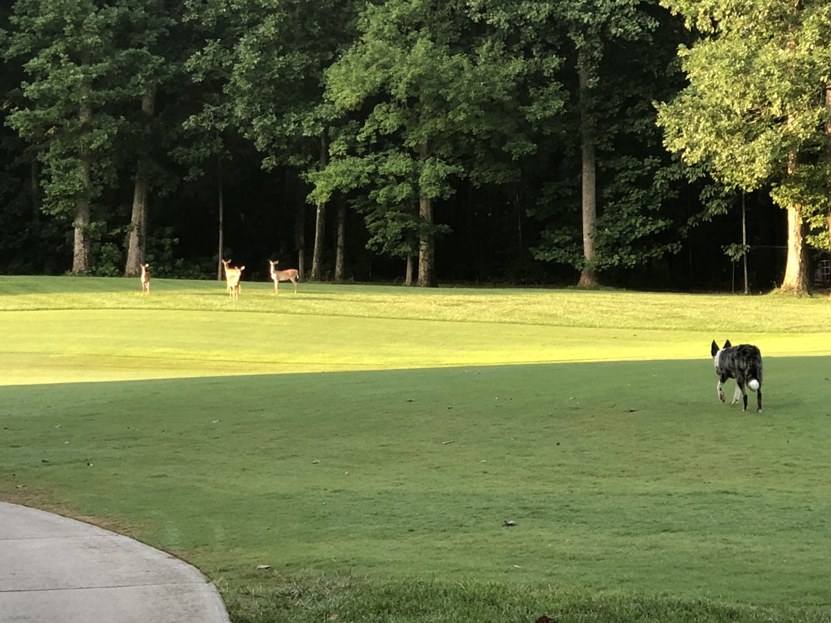LongviewGCM's tweet photo. Good Sunday morning, our first group 🦌 got started a little early😠. Hole location 3 and carts scatter. Enjoy ⛳️ @LongviewGCM #wildlife https://t.co/wOIYyC1Dyg