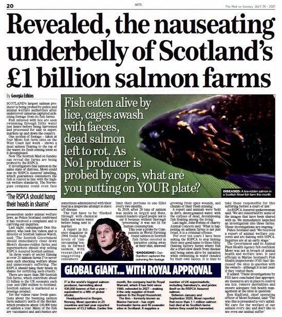 “Revealed: The nauseating underbelly of Scotland’s £1 billion salmon farms”