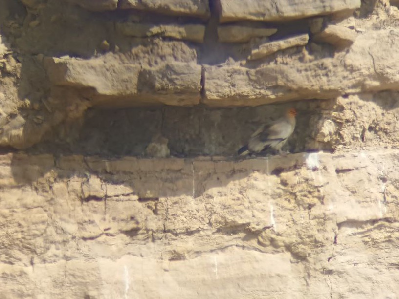 DrRJBurnside's tweet photo. Very happy to announce a NEW #Conservation project on  #EgyptianVulture in #Uzbekistan Central Asia.

AIM: identify migration routes and wintering areas. 

Project is supported by @_OSME, @orientbirdclub and @hawkconservancy https://t.co/N79EgnCvMd