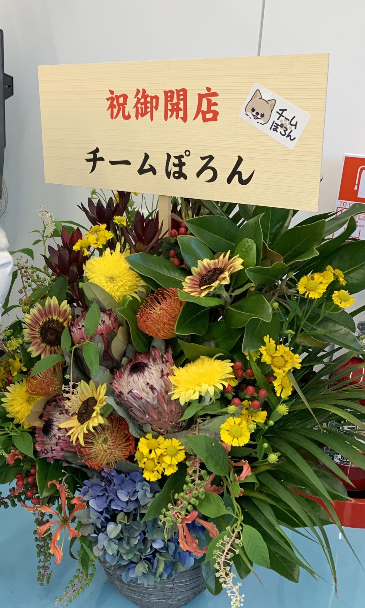 ぽろん 10 29 30 Dmg Cgc ぽろんがお送りしたお花は 同じ八尾市のこちらのお花屋さんにお願いしました W Floristgene T Co R0xec7kirg ほわほわしてる感じで ぽろんとそっくりかも ๑ W ฅ T Co Qt33mkwtr1 Twitter