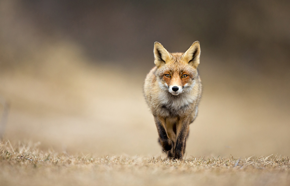 BritishEcolSoc's tweet photo. 📢 RECRUITMENT IS OPEN! 

Do you want to help embed ecological knowledge into the English policymaking process? If so, the English Policy Group could be for you!

Find out more and apply here: https://t.co/vVggsGVgvI https://t.co/eV7X10Ot95