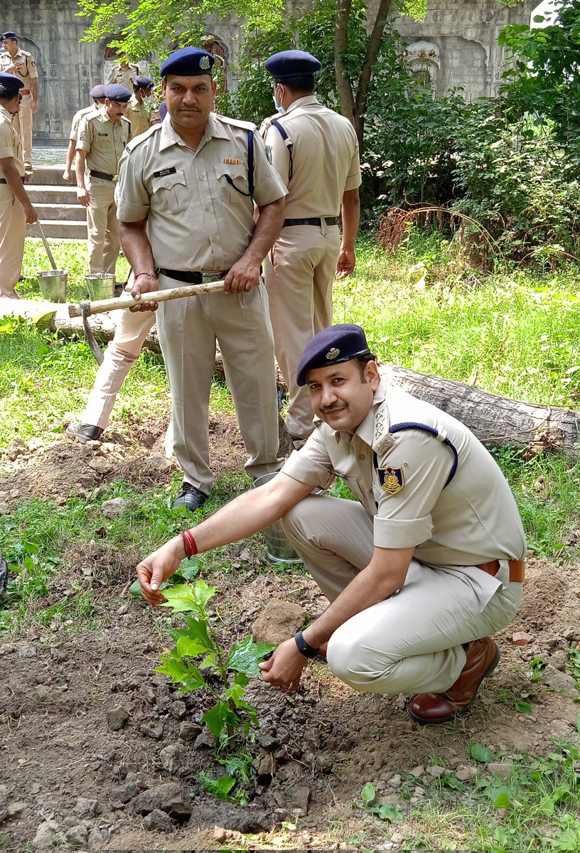 Chinar tree plantation gc snr.