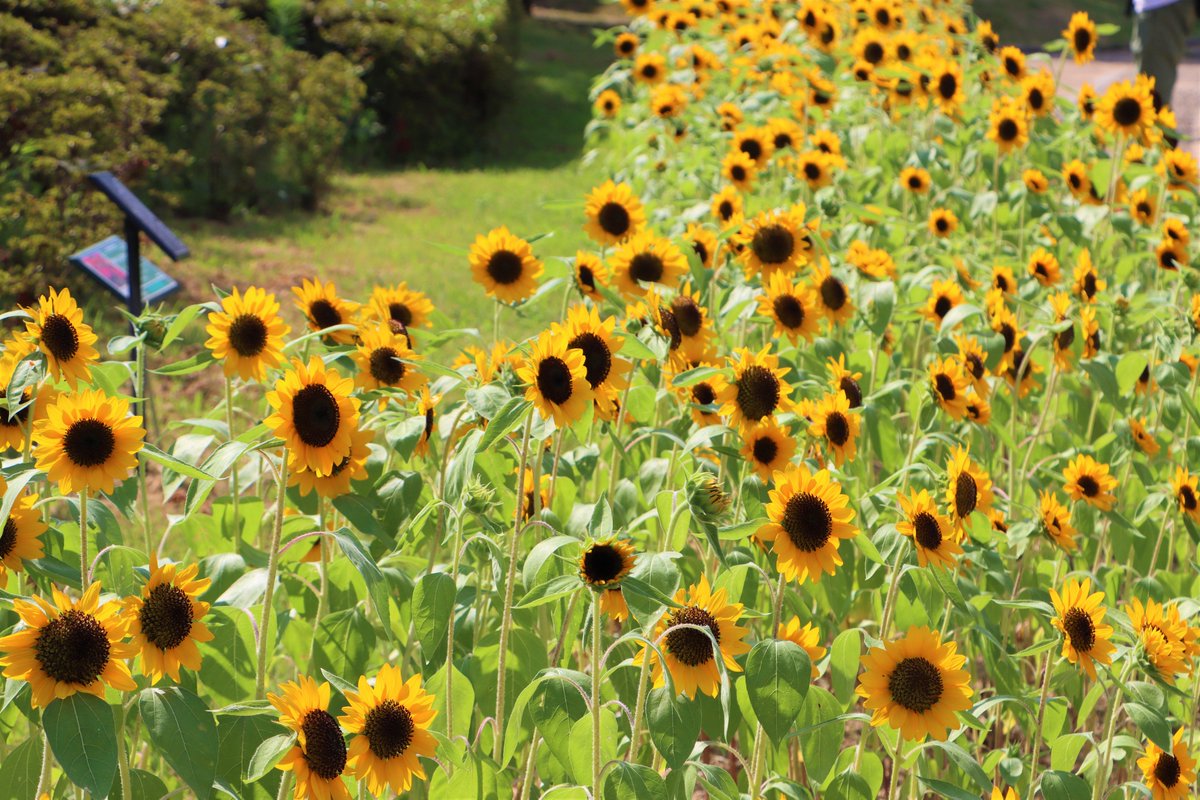 nagaib's tweet photo. 【#長居ひまわりレポ2021 その5】

プレひま花壇は見ごろ！！
背も低く、お花も小ぶりですが、元気いっぱい咲いている姿を見ると、思わず笑顔になりますね☺

そして、写真撮影におすすめのスポット！#ひまわりの浮き花は、次回7/31と8/1に設置予定です♪

明日はひまわり畑の様子をご紹介します🌻🌻🌻 https://t.co/wc3b9aU6ES