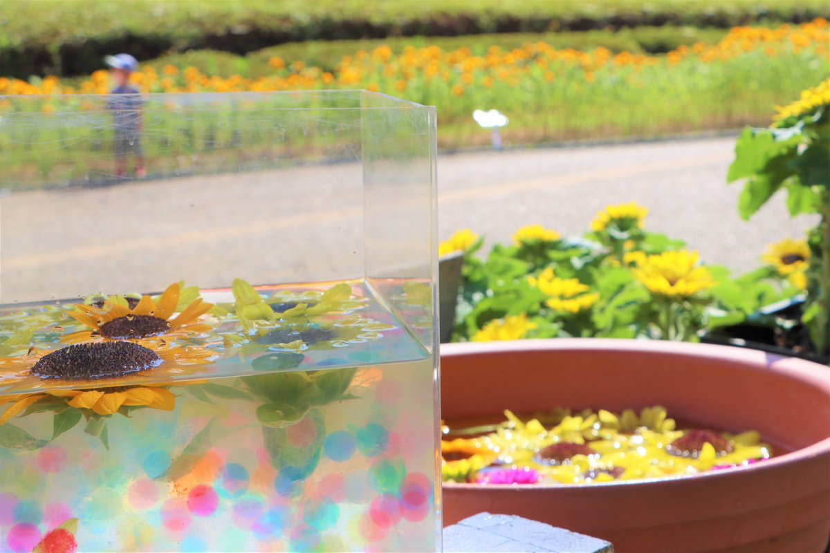 nagaib's tweet photo. 【#長居ひまわりレポ2021 その5】

プレひま花壇は見ごろ！！
背も低く、お花も小ぶりですが、元気いっぱい咲いている姿を見ると、思わず笑顔になりますね☺

そして、写真撮影におすすめのスポット！#ひまわりの浮き花は、次回7/31と8/1に設置予定です♪

明日はひまわり畑の様子をご紹介します🌻🌻🌻 https://t.co/wc3b9aU6ES