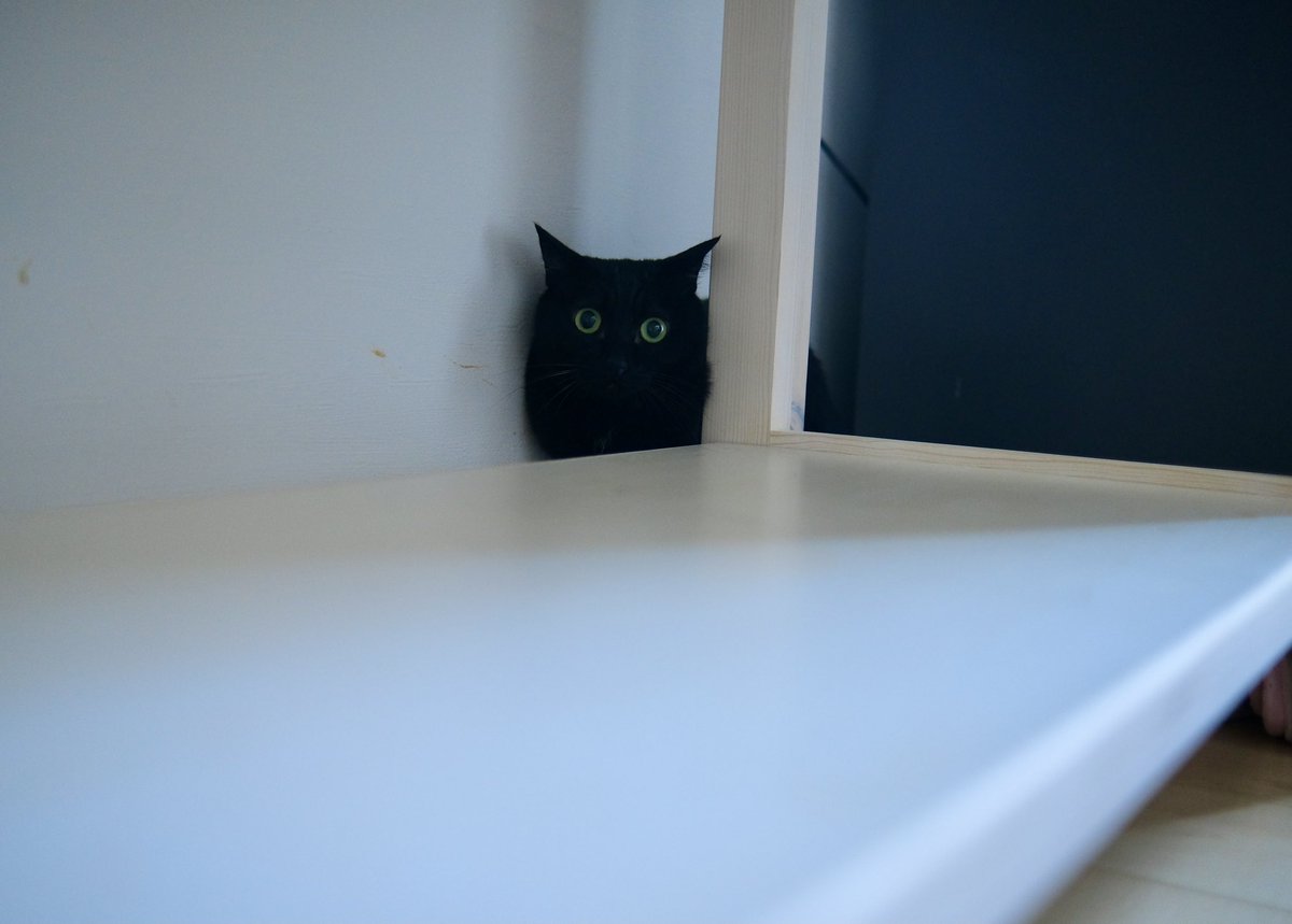 キャットシッターねこぷらす Nekoplus5656 Twitter