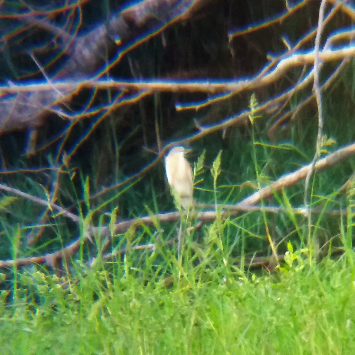 ocellsalavista's tweet photo. Visita Delta de la Tordera ahir tarda. Des de Blanes, Martinet de nit (Nycticorax nycticorax) i Martinet ros (Ardeola ralloides) @deltalatordera @Nat_MonT_ @DavidCaballe2 @XavierRomeraC @birdcatalunya @sales_sergi #ocells #DeltaTordera #Martinetdenit #Martinetros #ocellsalavista https://t.co/sbK7M9UdM9