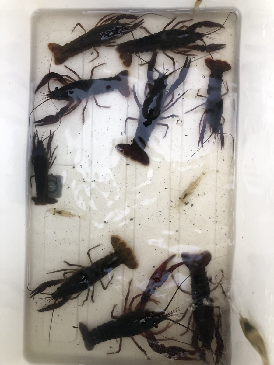 kurfc_out's tweet photo. 昨日はアウトドアサークル新設ゲテモノハンターズがザリガニを食べていたようです！
美味しそうです！🦐🍤 https://t.co/7kene3nQPK