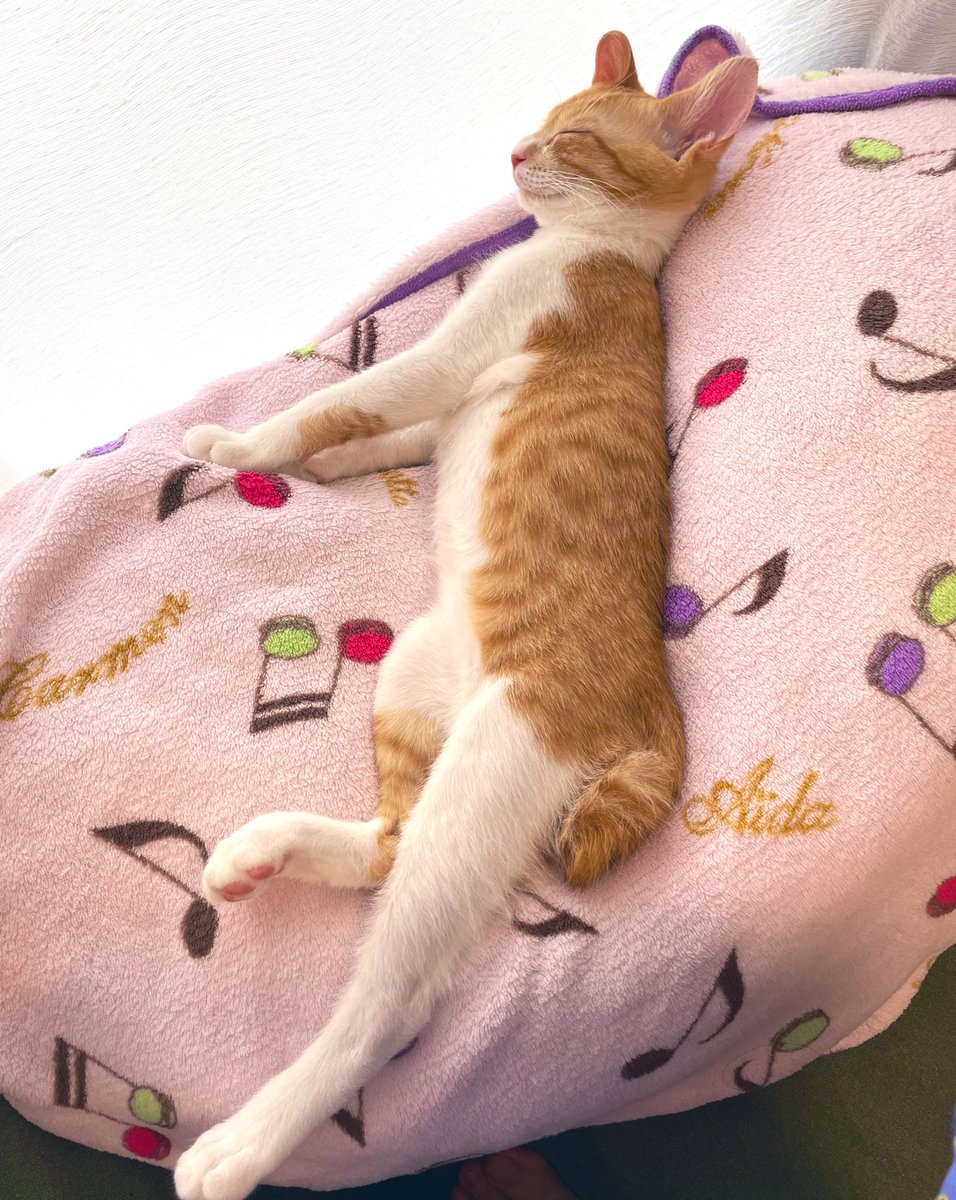 ピーン。寝てる写真ばっかり😴
初めてちゅーる食べた日。美味しそうに食べてくれて嬉しい😌❤︎
下僕たちはランチにホテルブュッフェ。🙏まだ満腹。スピとお昼寝。最高。
#スピカ #茶トラ白 #猫好きさんと繋がりたい #猫がいる幸せ #猫のいる暮らし