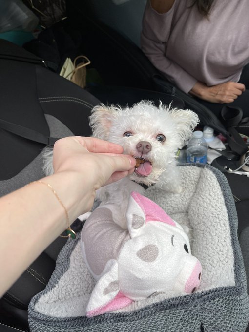 look who came to pick up all my donation items 🥺 made my whole day https://t.co/HI8mNaJuVd