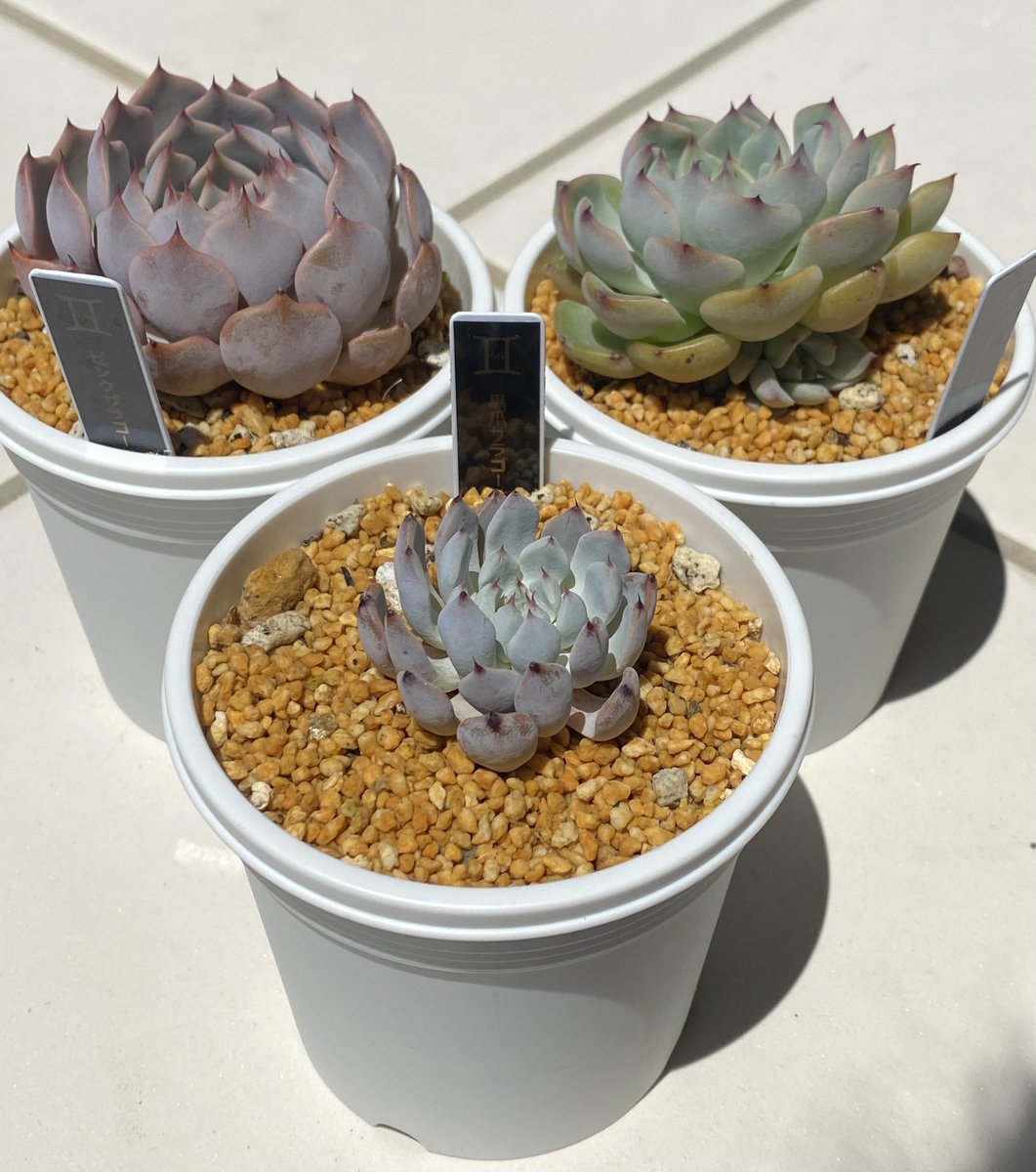 タカ 爪３種 黒爪は成長が遅い まだスイッチが入ってないのかな ピンクとホワイトはなかなかイイ感じ 多肉植物 エケベリア 黒爪ザラゴーサ ピンクザラゴーサ ホワイトザラゴーサ 原種ザラゴーサはまた別の機会に 園芸 ガーデニング