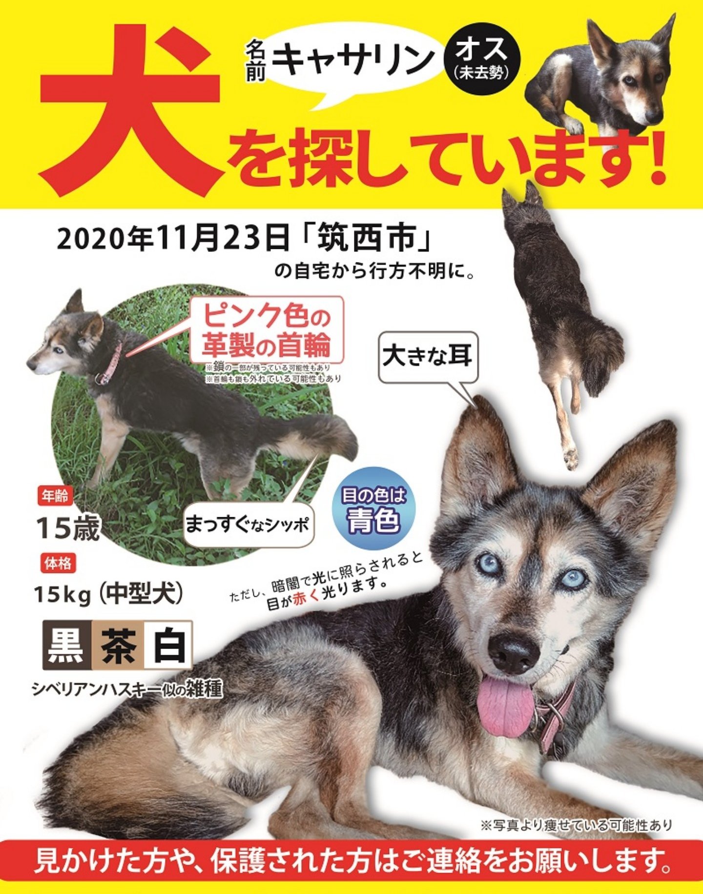 迷子犬キャサリン 茨城県筑西市 迷い犬 を探しています 犬を探しています 茨城県筑西市で逸走した愛犬を探しています この子を見かけませんでしたか 青い目が特徴です 誰かに保護されそのまま飼われているかもしれません 写真に似た犬を