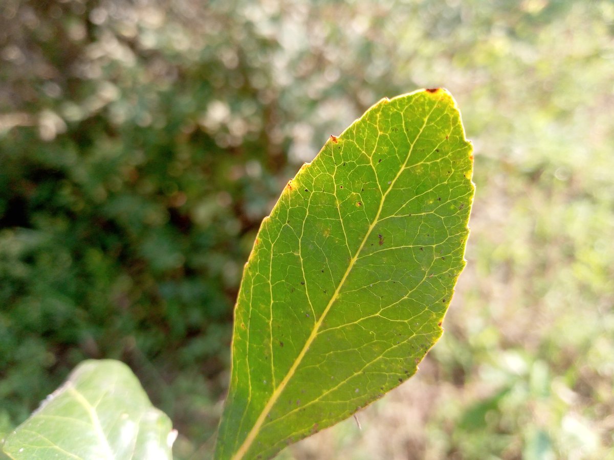 KigenFinn's tweet image. For anyone who can identify this tree species, the space is yours. #PiChallenge