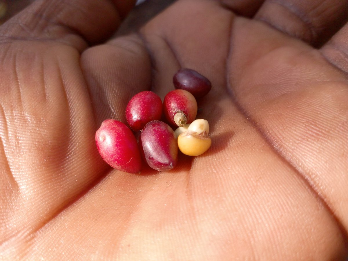 KigenFinn's tweet image. For anyone who can identify this tree species, the space is yours. #PiChallenge