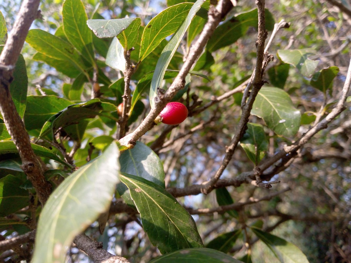 KigenFinn's tweet image. For anyone who can identify this tree species, the space is yours. #PiChallenge