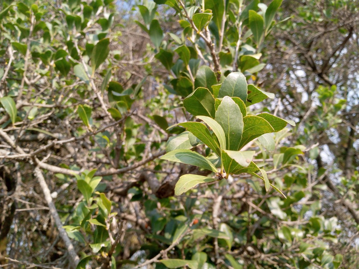KigenFinn's tweet image. For anyone who can identify this tree species, the space is yours. #PiChallenge