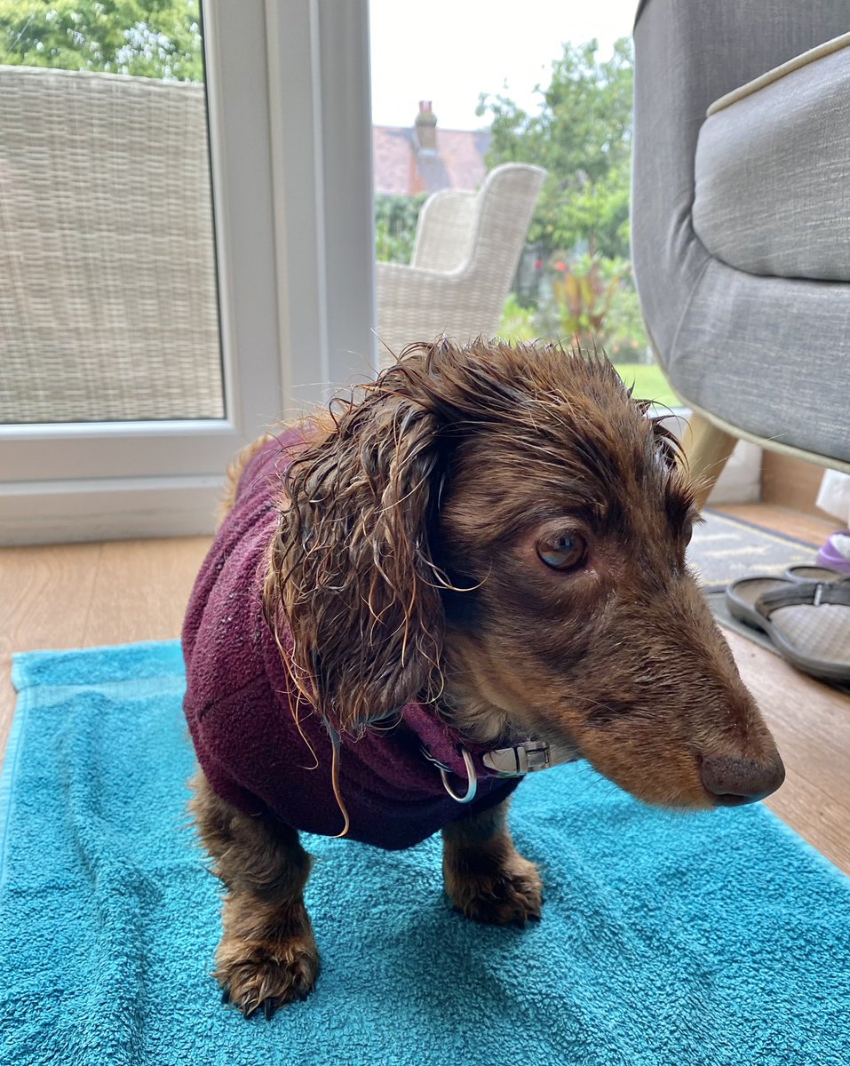 Sid 🐿 just popped in to our garden for his breakfast….this causes such excitement that I don’t even care about the rain! M put my fleece on as she knew I would be outside tracking him for ages! 🌧 😂🐿 #wetdog