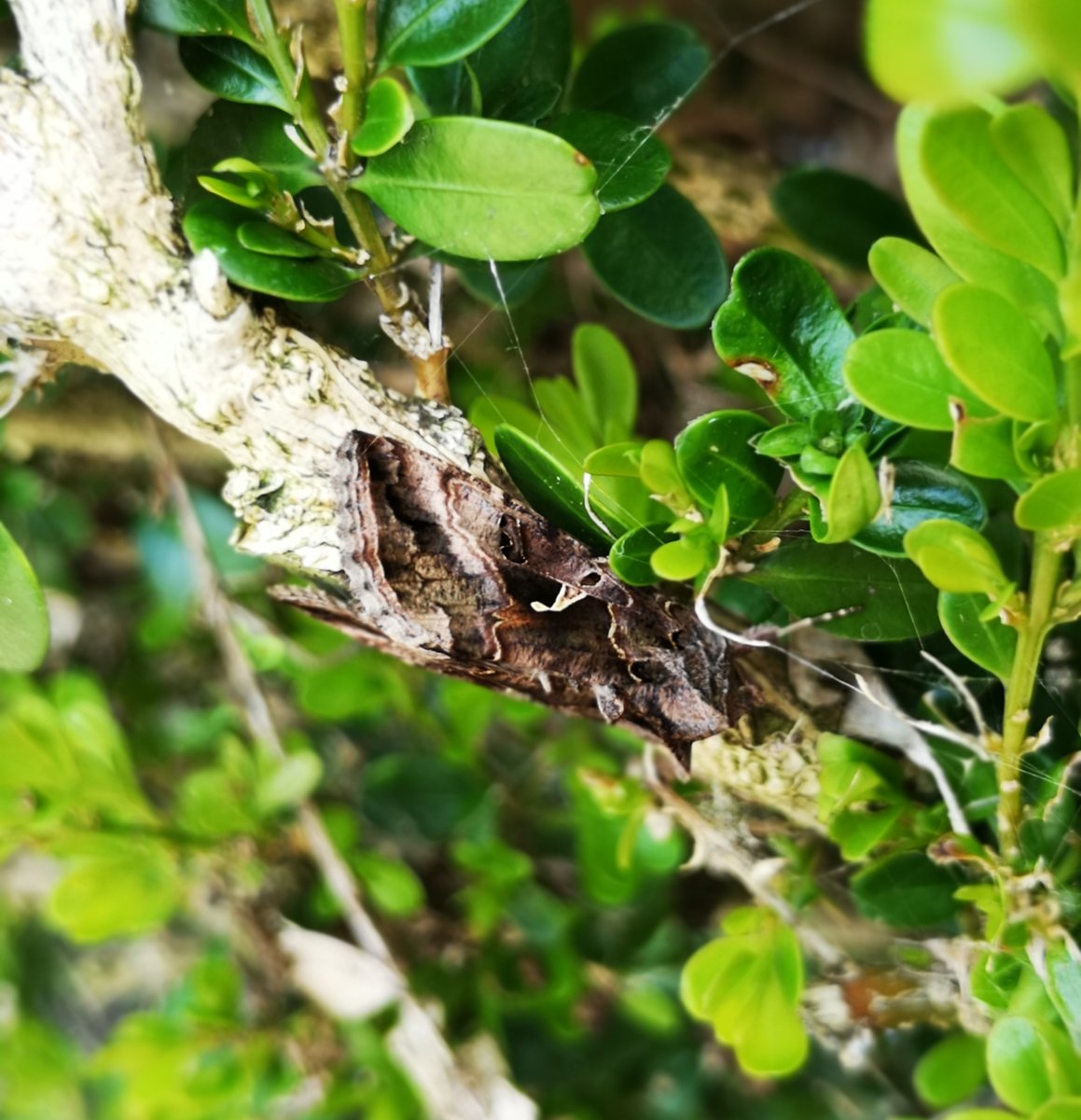 amentsoc's tweet photo. It's the final day of #MothWeek, we hope you have enjoyed it! For our final post here are some finds from our trustees this week: cinnabar (Tyria jacobaeae), silver Y (Autographa gamma) & an unknown tortrix. Happy mothing from #amentsoc! π· Victoria J Burton & Elisa McGarry https://t.co/jv2lpq2BXx