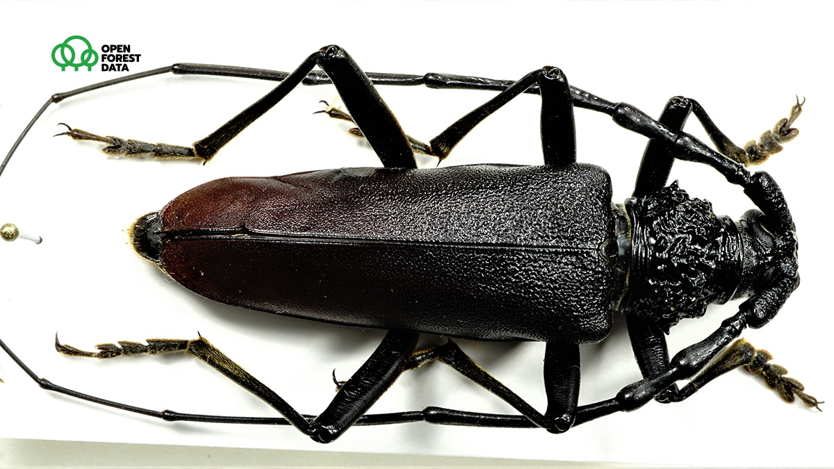 open_forest's tweet image. Skąd w naszych kolekcjach gatunki chronione (na zdjęciu: kozioróg dębosz)? Aby pozyskać zwierzę, roślinę lub grzyb objęty ochroną dla celów naukowych, konieczne jest zezwolenie. Wydaje je Regionalny Dyrektor Ochrony Środowiska - na konkretny gatunek, dla konkretnego badacza.