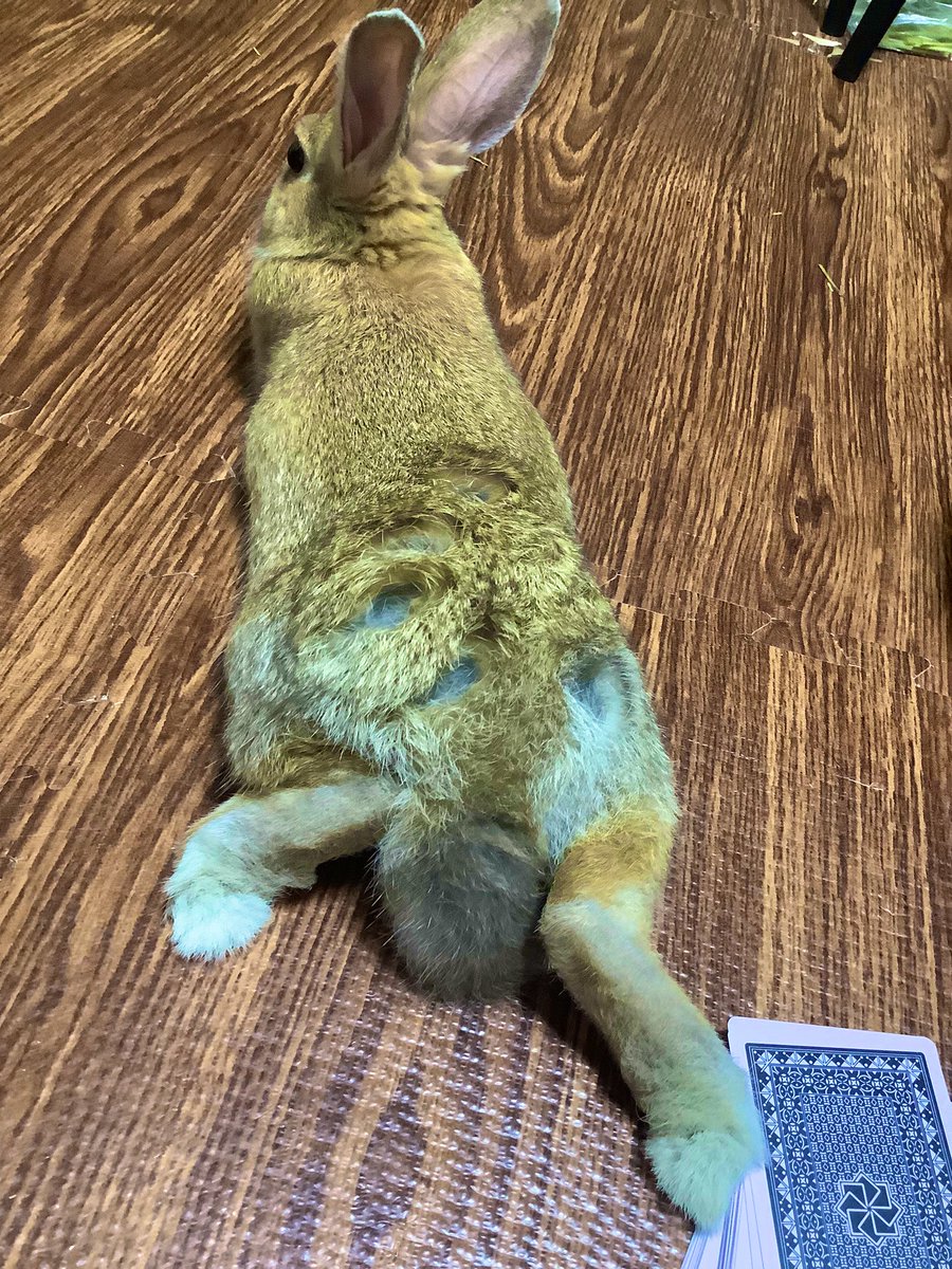 うさぎのモカ Moca Rabbit Twitter