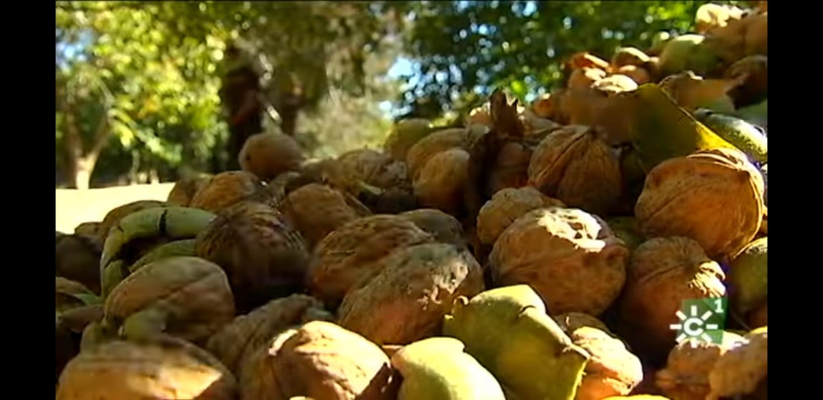TierrayMarRTVA's tweet photo. Hoy en @TierrayMarRTVA @canalsur 14h hablaremos de #pesca #trasmallo (#Huelva), #AOVE y #salud (#Jaén) y #nueces (#Málaga).
Lo mejor 😍 de nuestra temporada 👩🏻🌾🌻🐟🐖, en formato veraniego 🏖️ , los domingos en la #televisión pública andaluza 📺. #producciónpropia #serviciopúblico https://t.co/91Q3sMGcYR