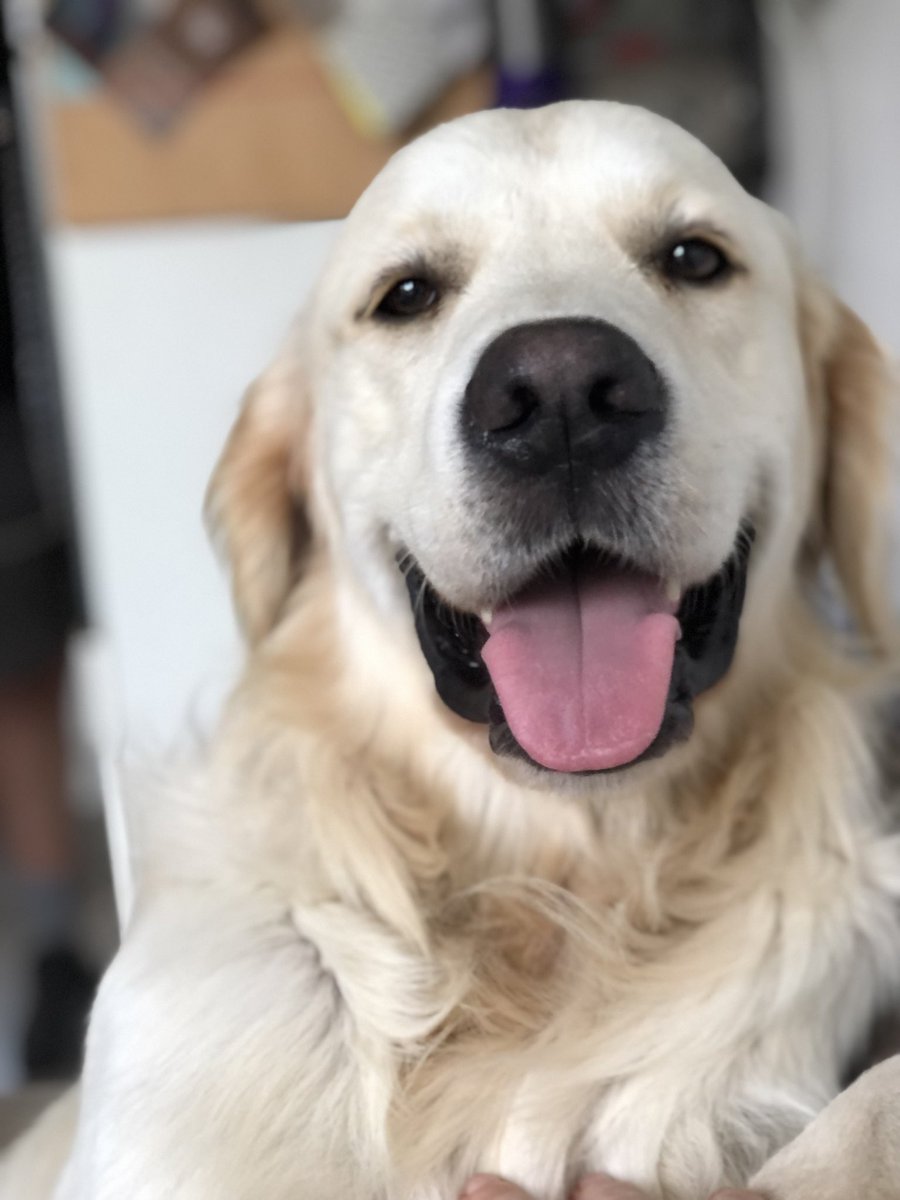 May your Sunday be as chilled and happy as a daft dog