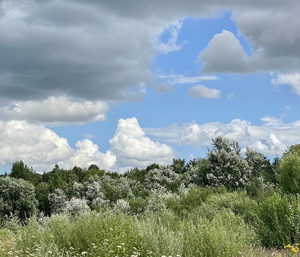 Inge_IKcc's tweet image. Wandelen ‘om de hoek’. Met zilveren bomen en koeien in die ene zonnestraal. 
#spaubeek
@magnifiekZL