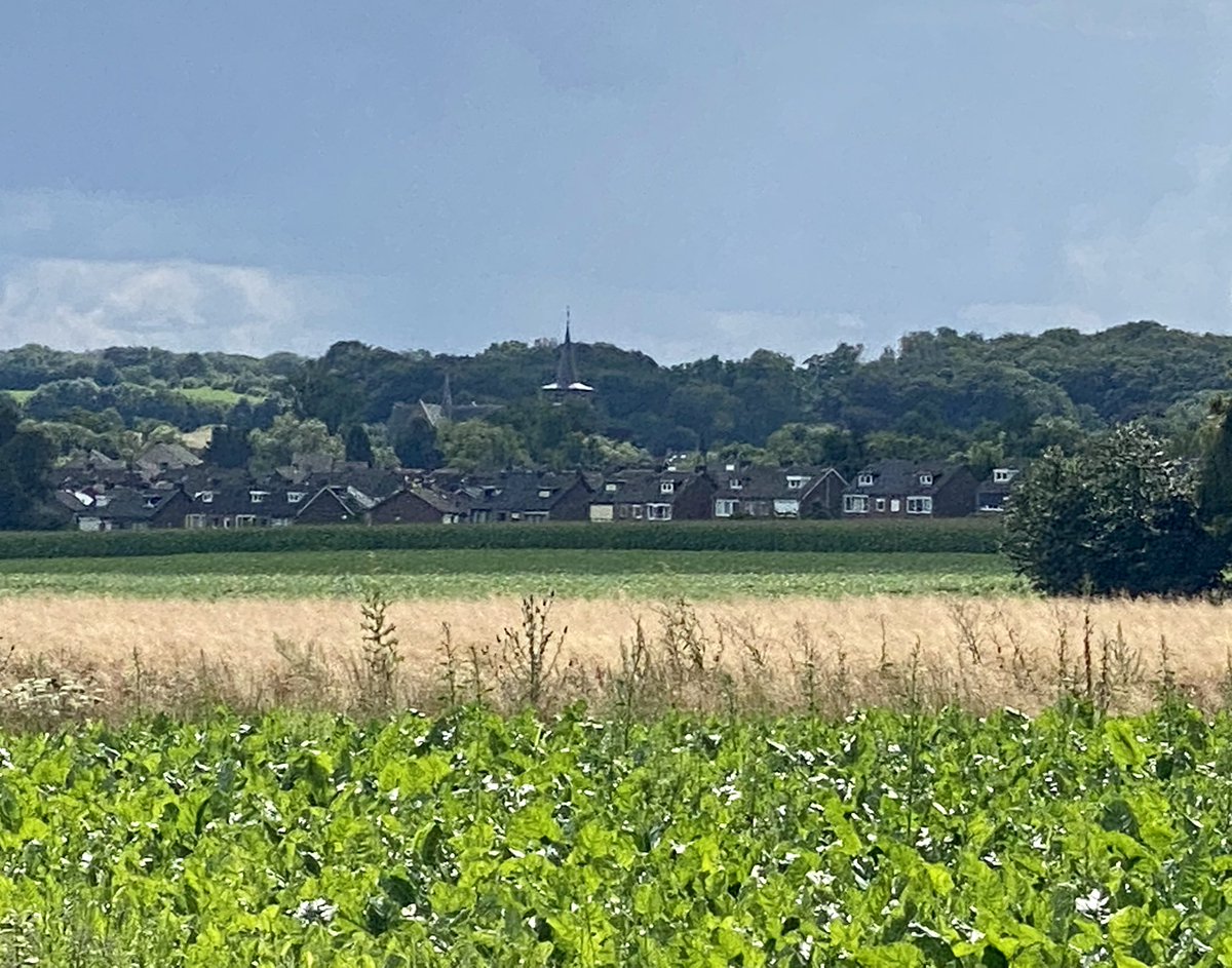 Inge_IKcc's tweet image. Wandelen ‘om de hoek’. Met zilveren bomen en koeien in die ene zonnestraal. 
#spaubeek
@magnifiekZL