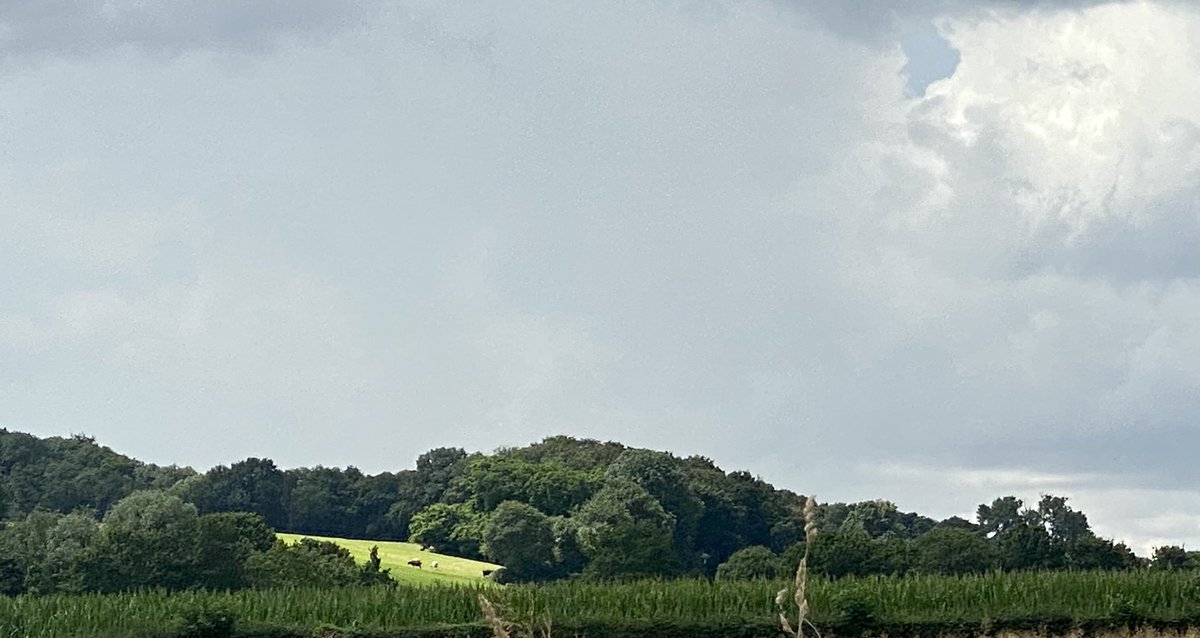 Inge_IKcc's tweet image. Wandelen ‘om de hoek’. Met zilveren bomen en koeien in die ene zonnestraal. 
#spaubeek
@magnifiekZL