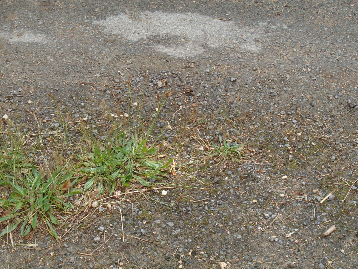 Word of the day - petrichor, the 'distinctive, earthy, usually pleasant odor of rain on dry ground, courtesy <a href="/MerriamWebster/">Merriam-Webster</a>. #nature #wordoftheday #words #rain #summer