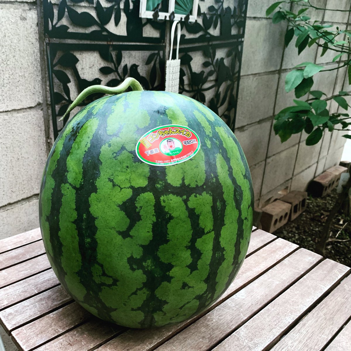 二代目 ゴンちゃんスイカ 長野県松本市のスイカになります🍉 上品な味
