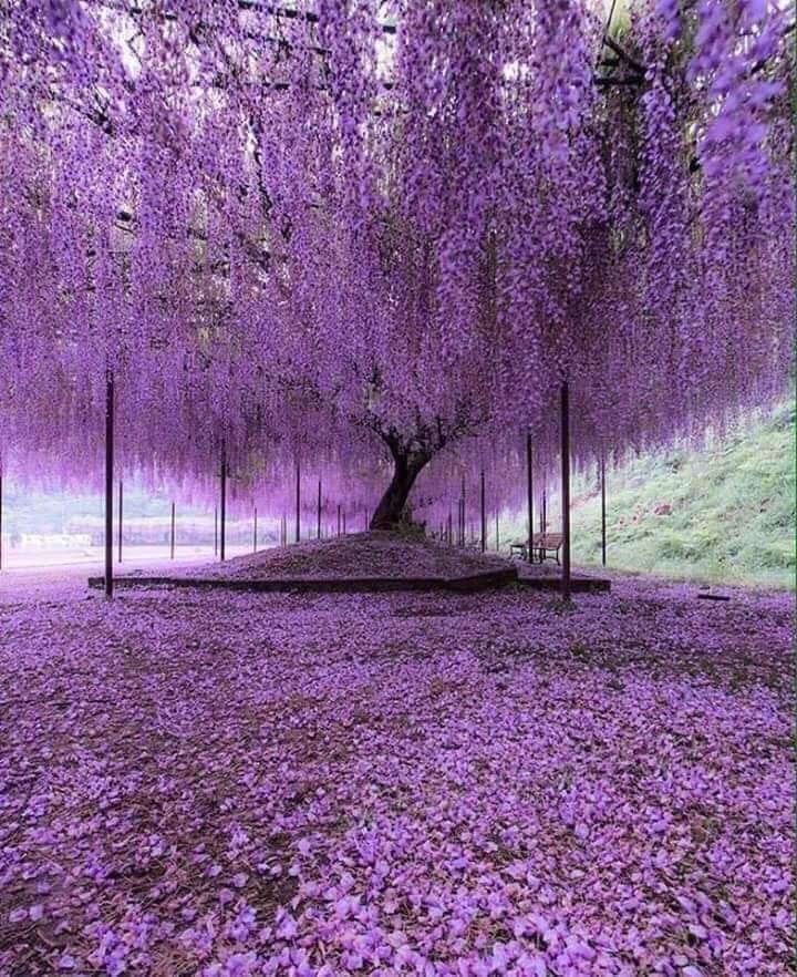 _hello_univers's tweet photo. #trees 

200 years old Wisteria tree, Japan 💜💜💜💜💜 https://t.co/madzWYnco7
