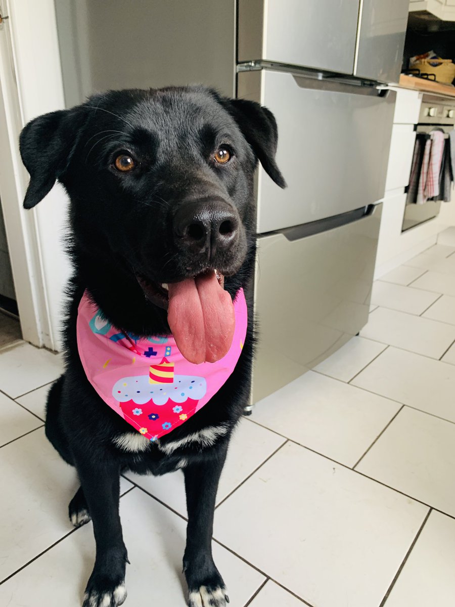 HannahLClifford's tweet photo. Shout out to the cat for keeping Luna distracted while I did this #birthday #onetoday #labrakita https://t.co/G6awTTZrWr