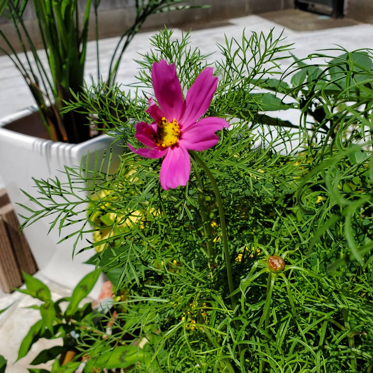 カンナ Kanna 種から植えて育てたコスモスの一番花が今日やっと開花 蕾がもうひとつあり そちらも開花が楽しみ 可愛い 大好きなピンク色 コスモス開花 ガーデニング 種から育てたコスモス