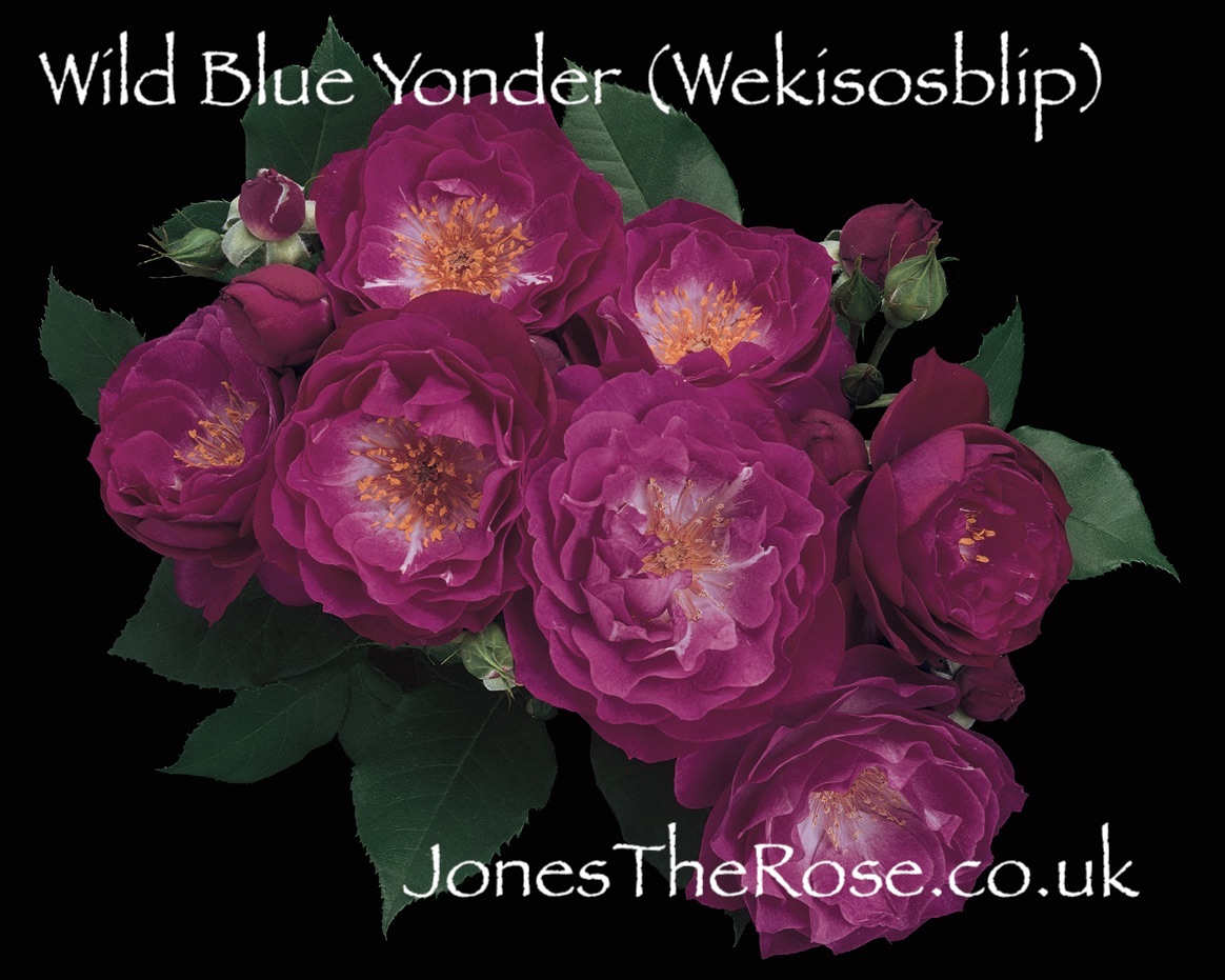 JonesTheRose's tweet photo. Wild Blue Yonder.. How's that for a purple stunner?!  gorgeously strong citrus scent too. https://t.co/597idY8jOX #Roses #PurpleRose #HybridTea #WeeksRoses #LoveRoses #RoseGarden #JonesTheRose #BritishRoses #FlowerGarden #Flowers #GrowYourOwnCutFlowers https://t.co/FVI6YAU4Ua