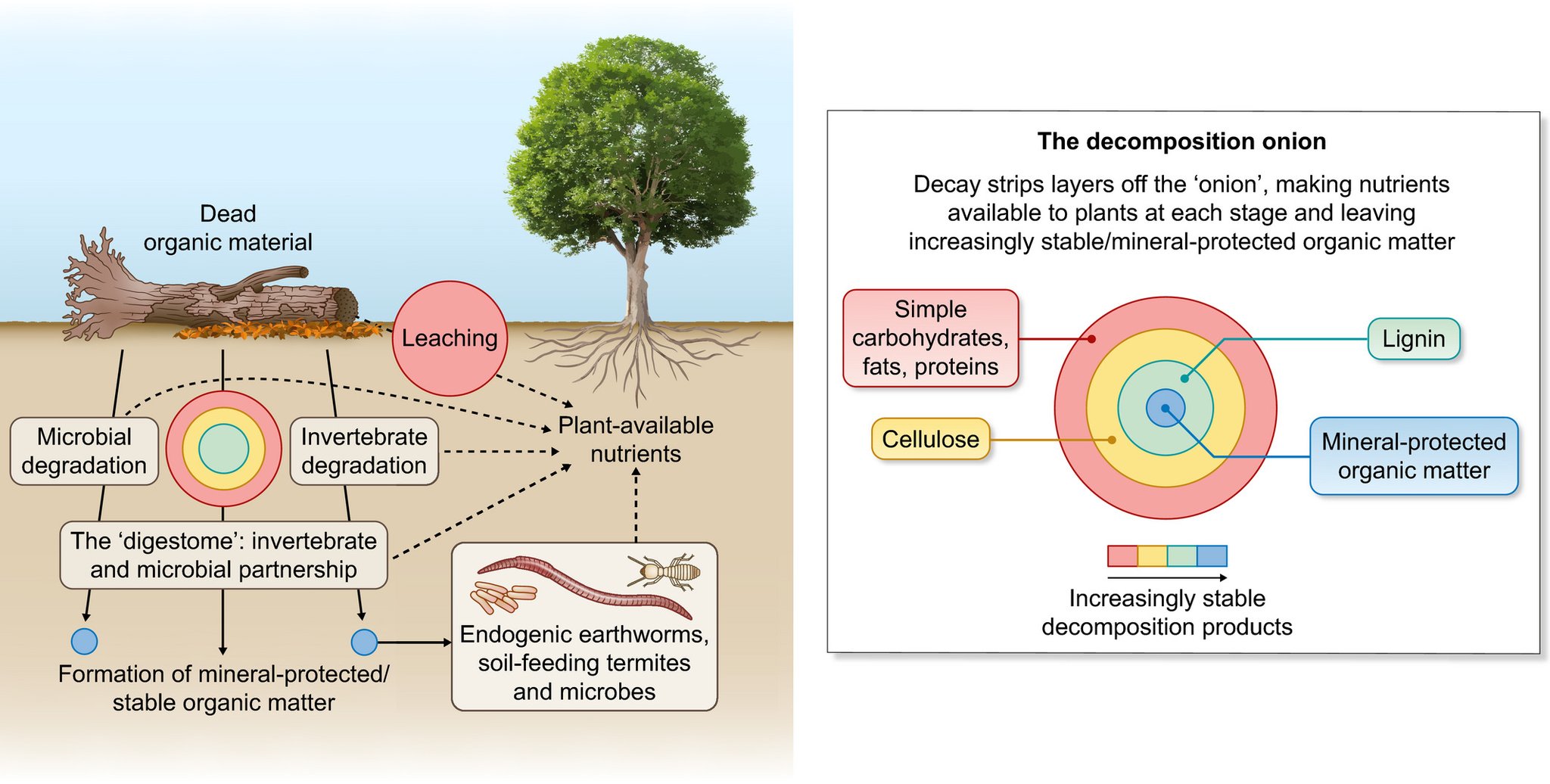 New Phytologist on Twitter "The impact of invertebrate on