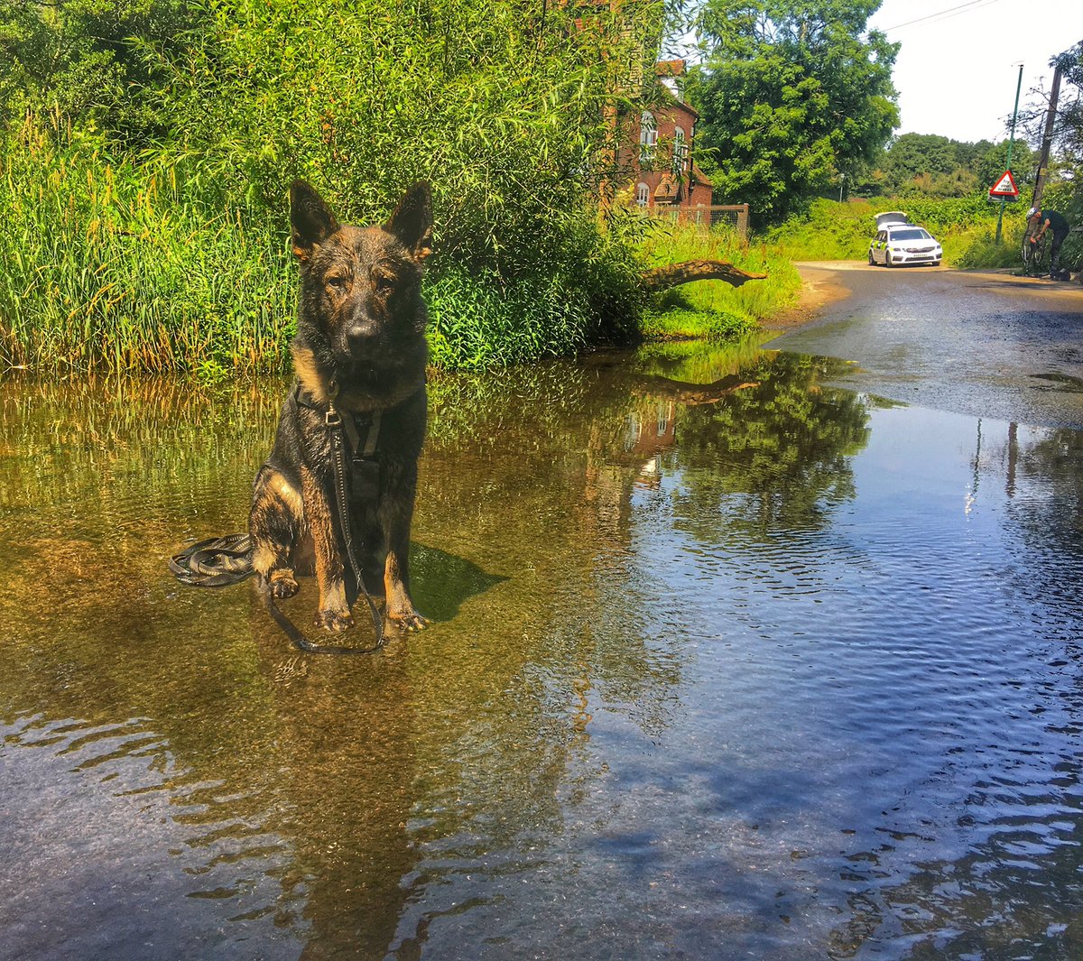 WMPDogs's tweet image. Reports of a burglary in progress in Coventry. As response officers arrived, suspects made off into woodlands.  1 was detained nearby before PD Captain tracked for half a mile, locating another hiding. He wisely gave up!