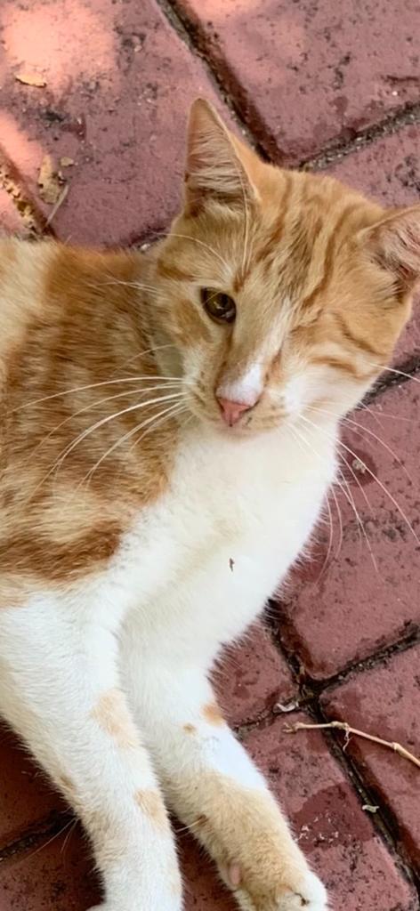 Bu can, Alanya Belediyesi tarafından alınıyor alındığı bölgeye değil sözde başka bir mahalleye bırakılıyor.   Ona bakanlar perişan, bıraktık dedikleri bölgede 3 haftadır arıyorlar bulamıyorlar. Bulana 10.000 TL ödül verecekler. #saimkanlıistifa