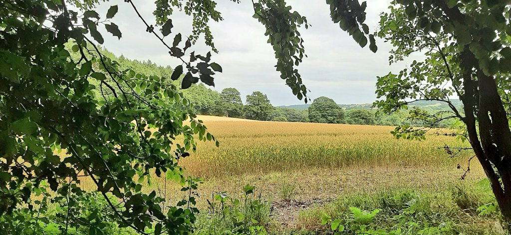 jpmoseley's tweet photo. Country walks up the lane from our cottage with pastoral views across the magical Moss Valley

#todayswalk #mossvalley #nederbyshire #mywalks #countryside #greatviews #nature #viewsofinstagram #JonathanMoseley https://t.co/6qVitCg7if