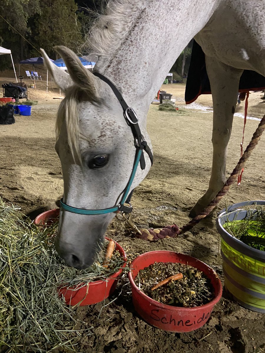 jelenawoehr's tweet photo. This horse just went 100 miles in one day. He’s amazing. #TevisCup https://t.co/65N99elM8f