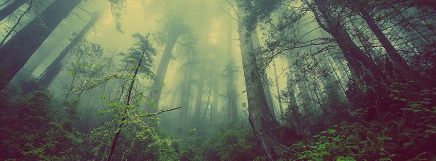 Time spent among trees is never time wasted… 🌲🌳