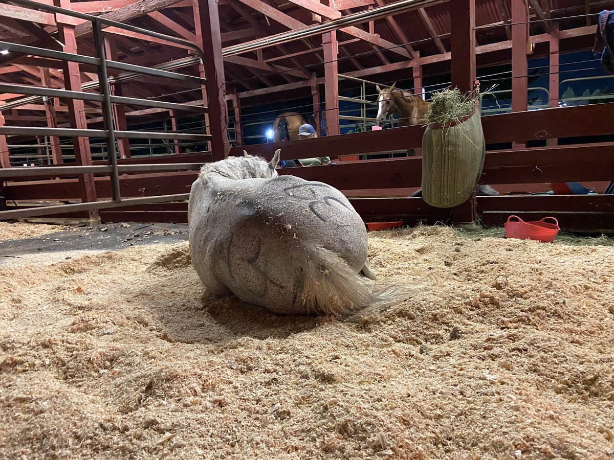 jelenawoehr's tweet photo. Sleepy booty. #TevisCup https://t.co/NWcLhnPQFI