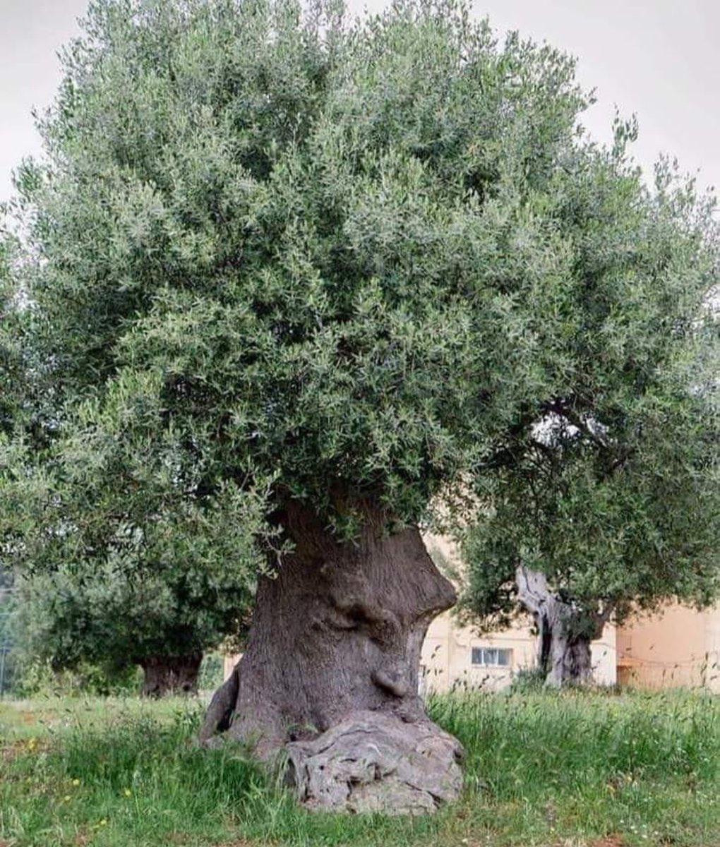 Alexny_85's tweet photo. ¡El “árbol que piensa” es un famoso olivo situado en Ginosa, cerca de Tarento, en Italia, que constituye por derecho propio uno de los ejemplos más espectaculares de paraeidolia de todo el planeta! https://t.co/QMVOJ0JGOD