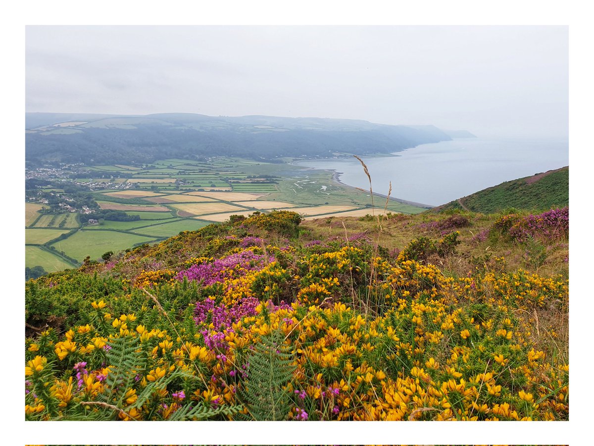 Love the colours on the hill this time of year. #exmoor #heather #summer #somerset #southwestisbest