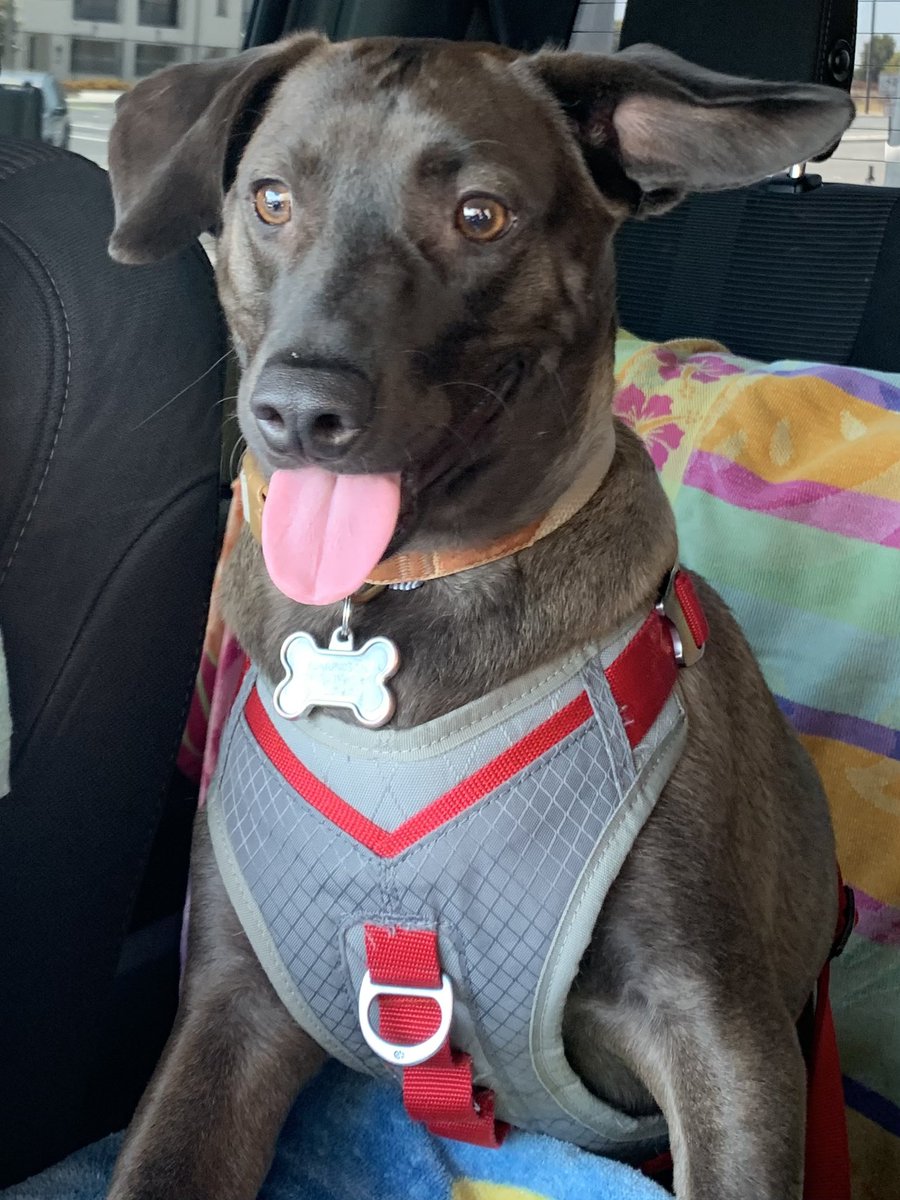 Master_Chadley's tweet image. 